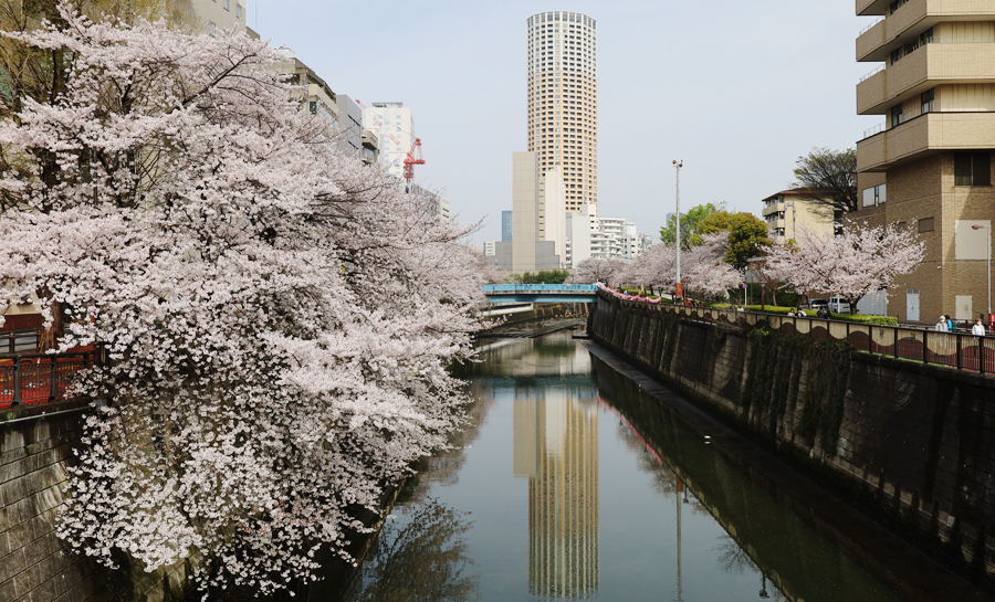 目黒川と満開の桜（2024年4月）